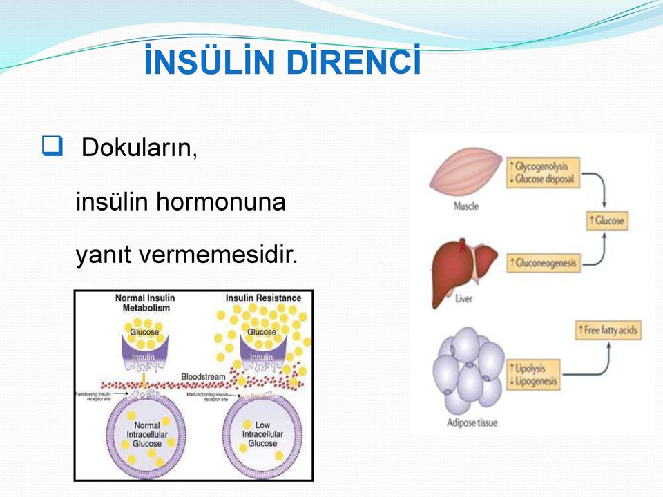 insülin