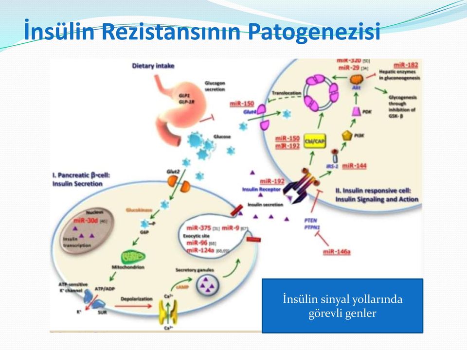 Patogenezisi 