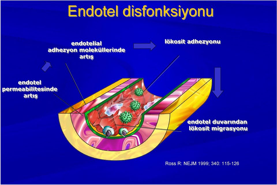 endotel permeabilitesinde artış endotel