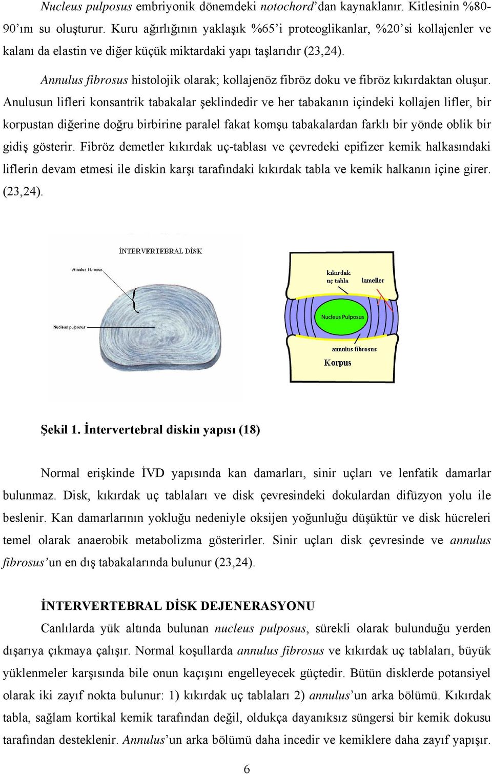 Annulus fibrosus histolojik olarak; kollajenöz fibröz doku ve fibröz kıkırdaktan oluşur.