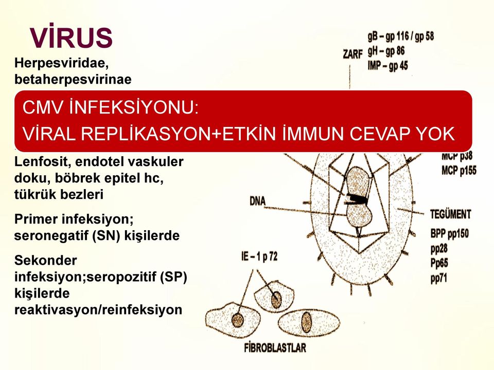 Lenfosit, endotel vaskuler doku, böbrek epitel hc, tükrük bezleri Primer infeksiyon;