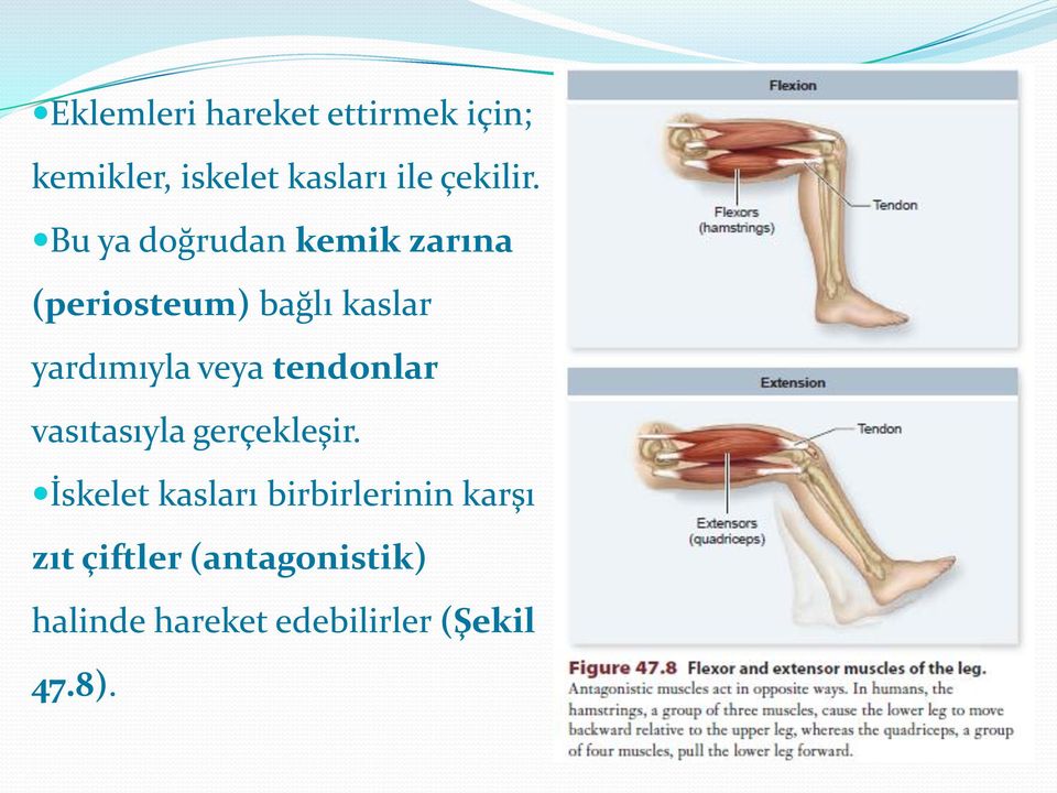 tendonlar vasıtasıyla gerçekleşir.