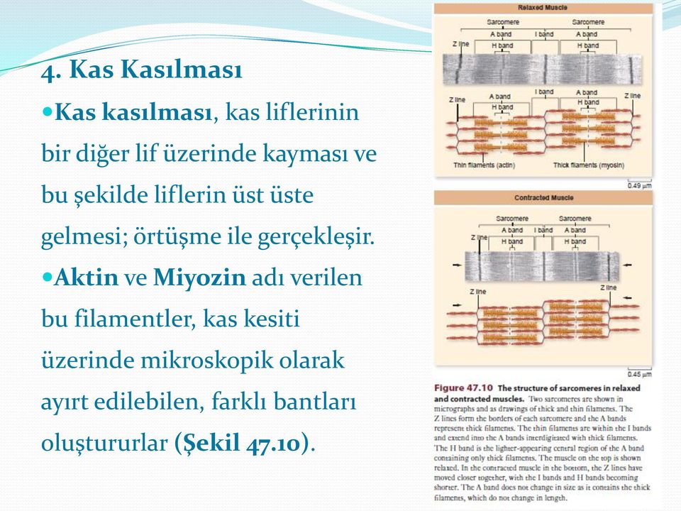 Aktin ve Miyozin adı verilen bu filamentler, kas kesiti üzerinde