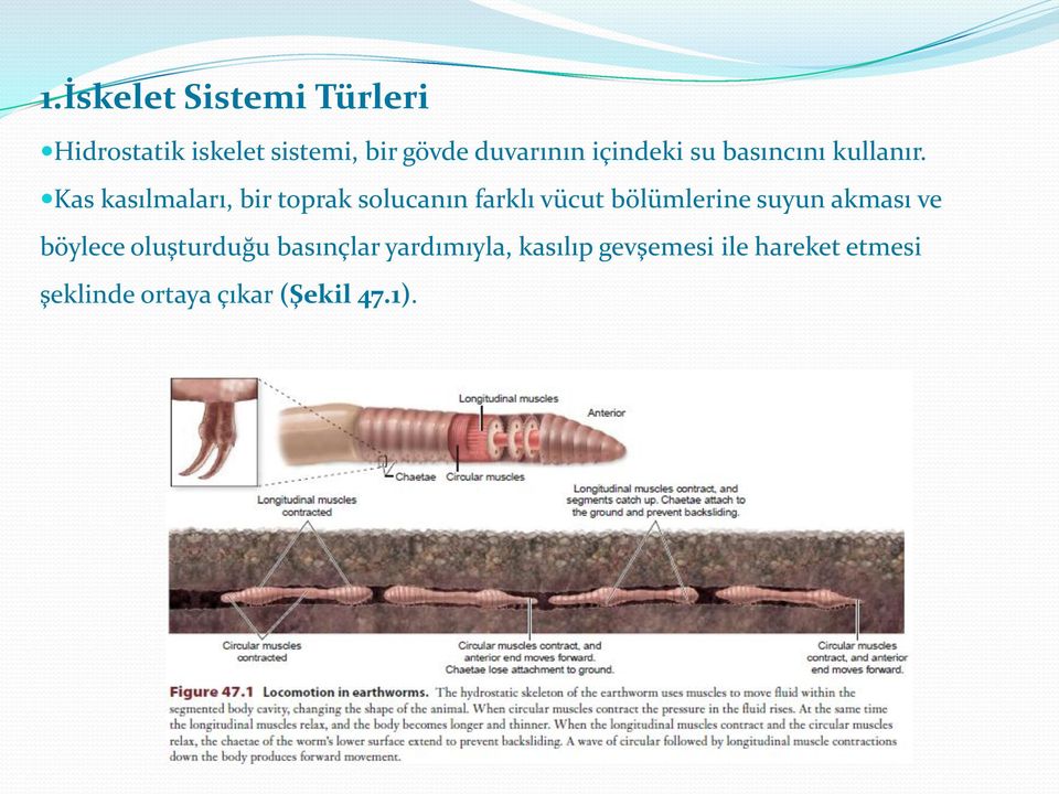 Kas kasılmaları, bir toprak solucanın farklı vücut bölümlerine suyun