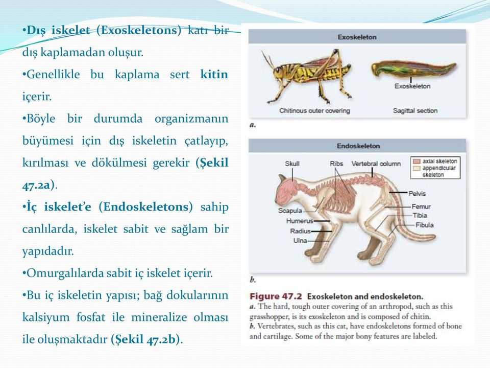 2a). İç iskelet e (Endoskeletons) sahip canlılarda, iskelet sabit ve sağlam bir yapıdadır.