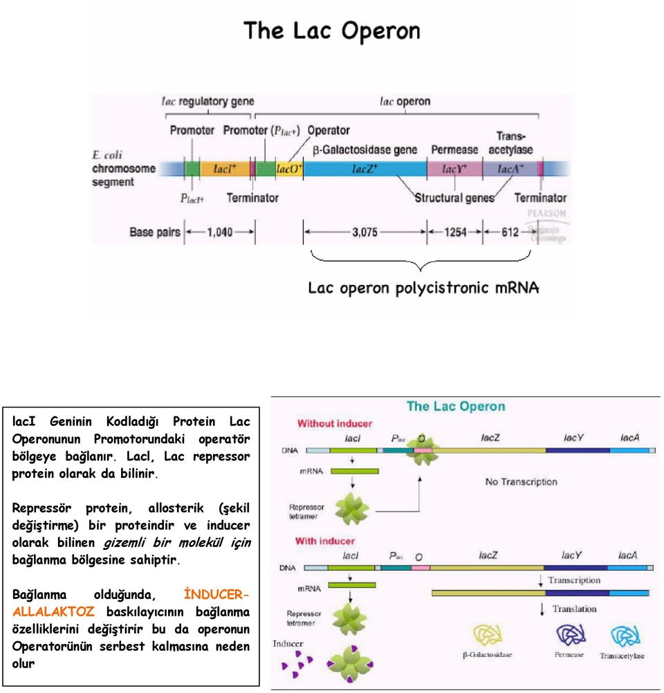 Repressör protein, allosterik (şekil değiştirme) bir proteindir ve inducer olarak bilinen gizemli bir