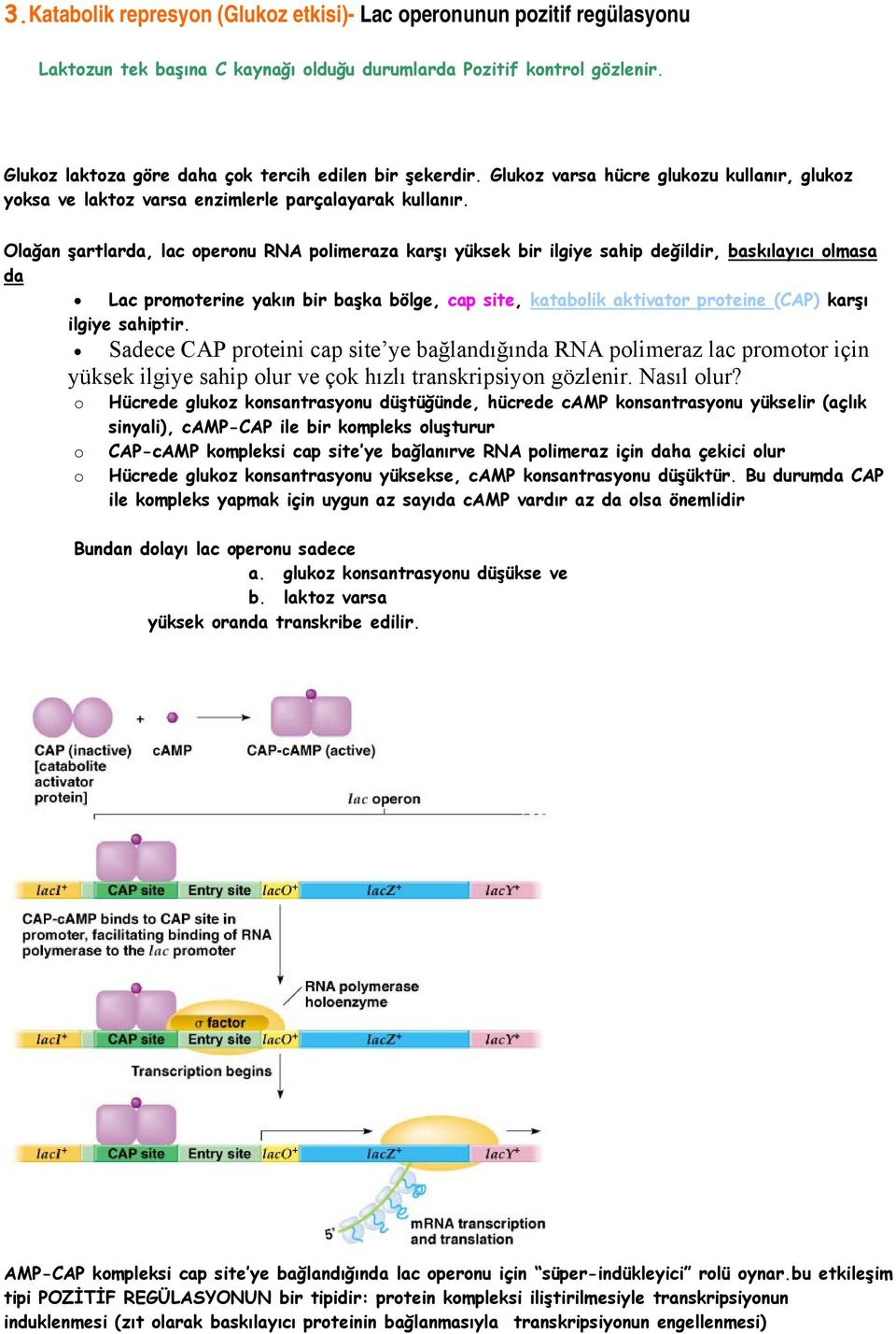 Olağan şartlarda, lac operonu RNA polimeraza karşı yüksek bir ilgiye sahip değildir, baskılayıcı olmasa da Lac promoterine yakın bir başka bölge, cap site, katabolik aktivator proteine (CAP) karşı