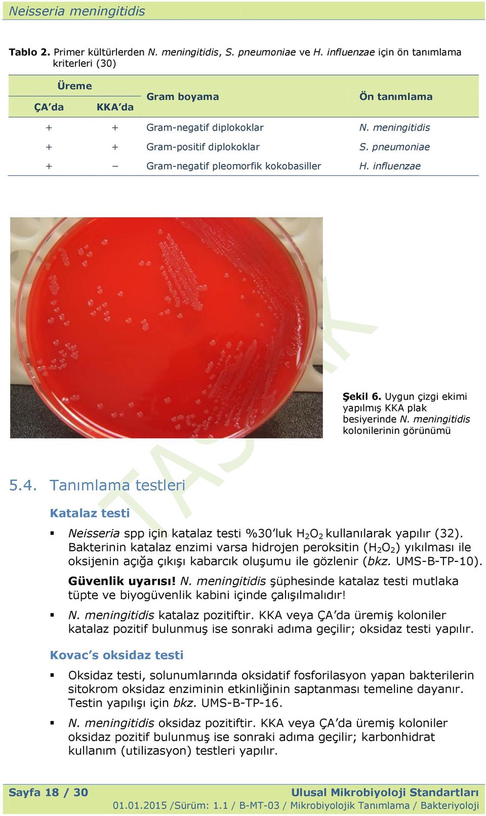 meningitidis kolonilerinin görünümü 5.4. Tanımlama testleri Katalaz testi Neisseria spp için katalaz testi %30 luk H 2 O 2 kullanılarak yapılır (32).