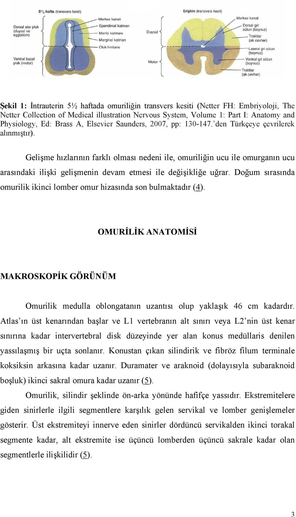 Gelişme hızlarının farklı olması nedeni ile, omuriliğin ucu ile omurganın ucu arasındaki ilişki gelişmenin devam etmesi ile değişikliğe uğrar.