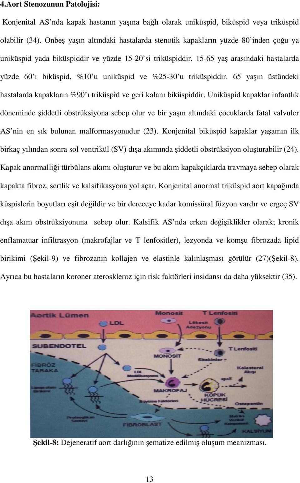 15-65 yaş arasındaki hastalarda yüzde 60 ı biküspid, %10 u uniküspid ve %25-30 u triküspiddir. 65 yaşın üstündeki hastalarda kapakların %90 ı triküspid ve geri kalanı biküspiddir.