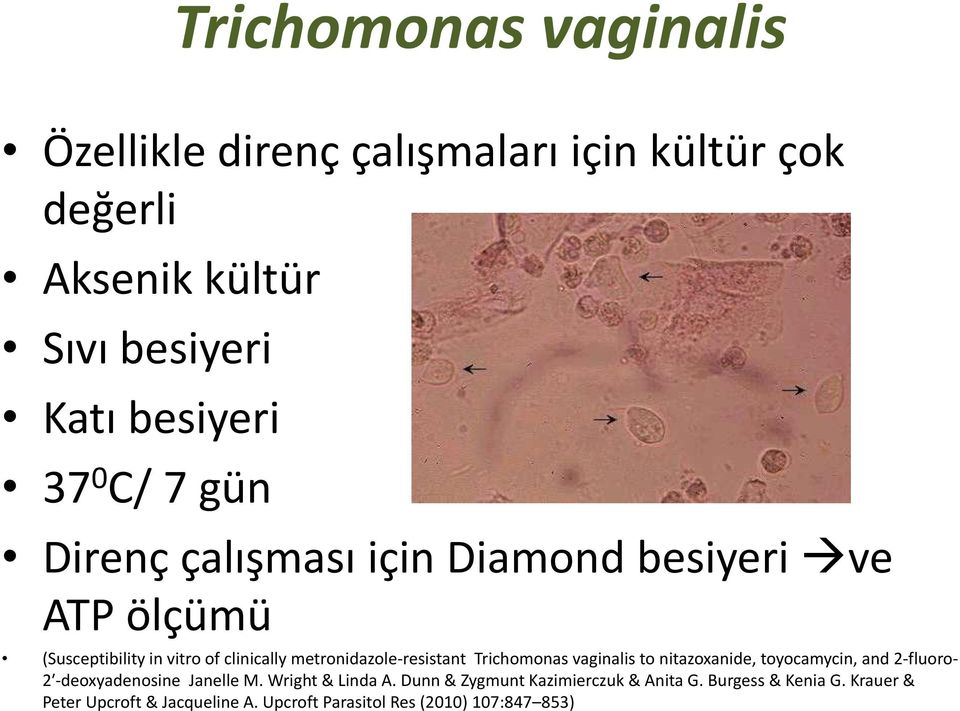 Trichomonas vaginalis to nitazoxanide, toyocamycin, and 2-fluoro- 2 -deoxyadenosine Janelle M. Wright & Linda A.