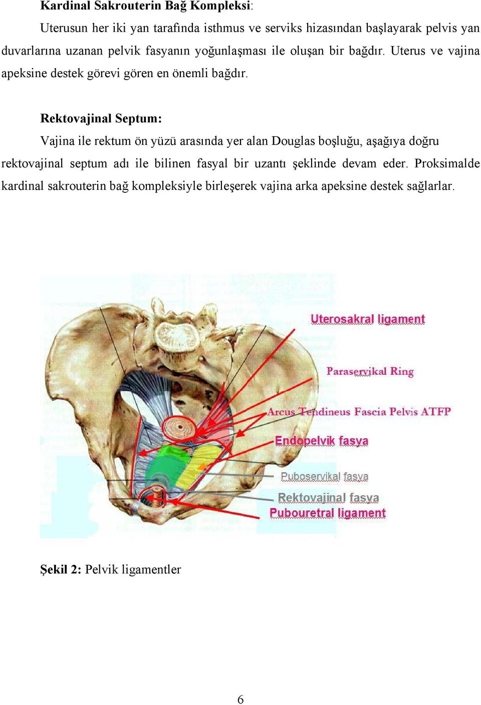 Rektovajinal Septum: Vajina ile rektum ön yüzü arasında yer alan Douglas boşluğu, aşağıya doğru rektovajinal septum adı ile bilinen fasyal