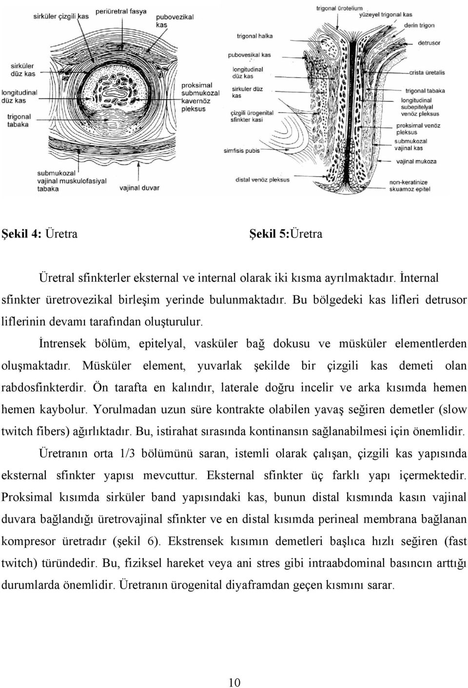 Müsküler element, yuvarlak şekilde bir çizgili kas demeti olan rabdosfinkterdir. Ön tarafta en kalındır, laterale doğru incelir ve arka kısımda hemen hemen kaybolur.