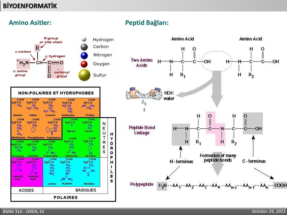 Peptid