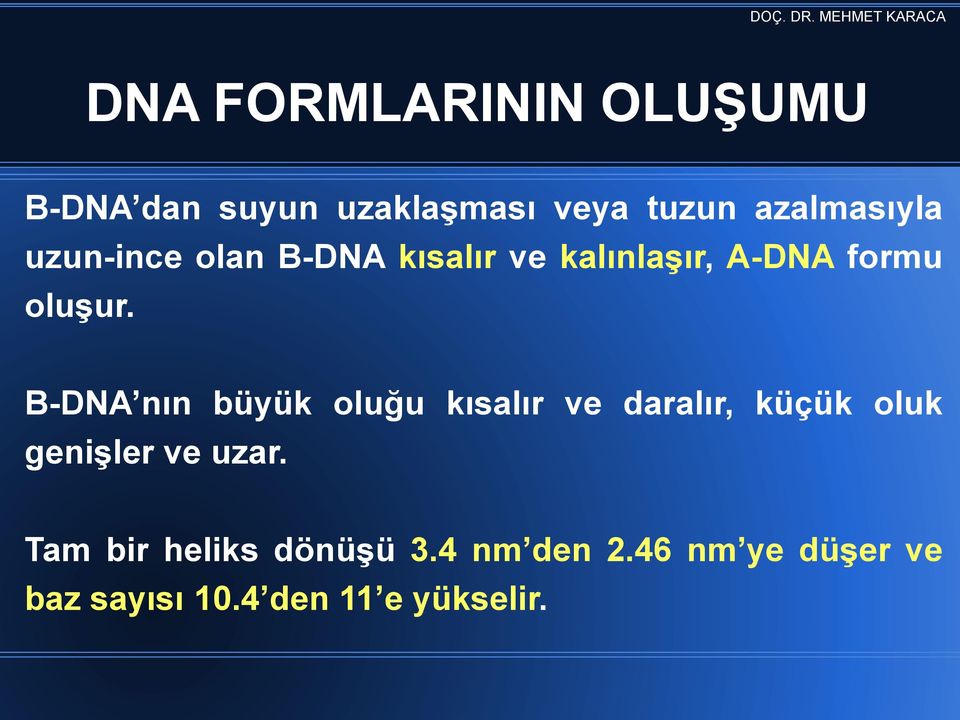 B-DNA nın büyük oluğu kısalır ve daralır, küçük oluk geniģler ve uzar.