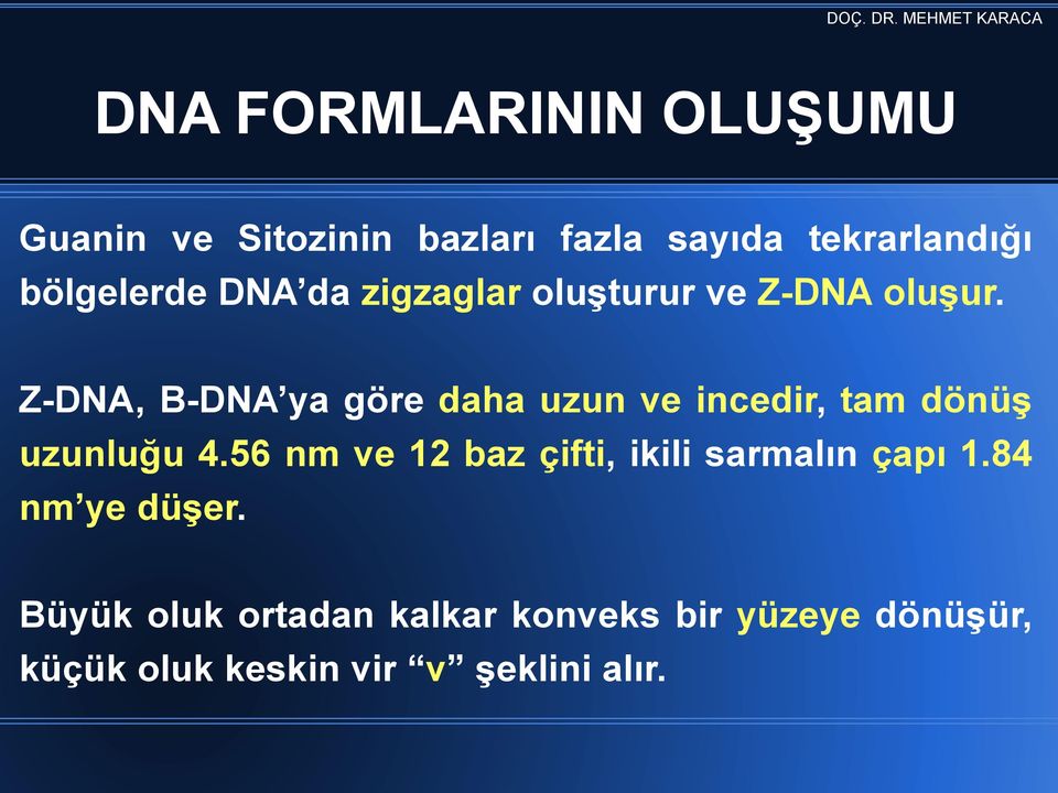 Z-DNA, B-DNA ya göre daha uzun ve incedir, tam dönüģ uzunluğu 4.