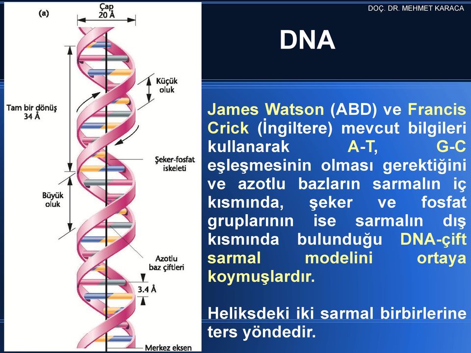 kısmında, Ģeker ve fosfat gruplarının ise sarmalın dıģ kısmında bulunduğu