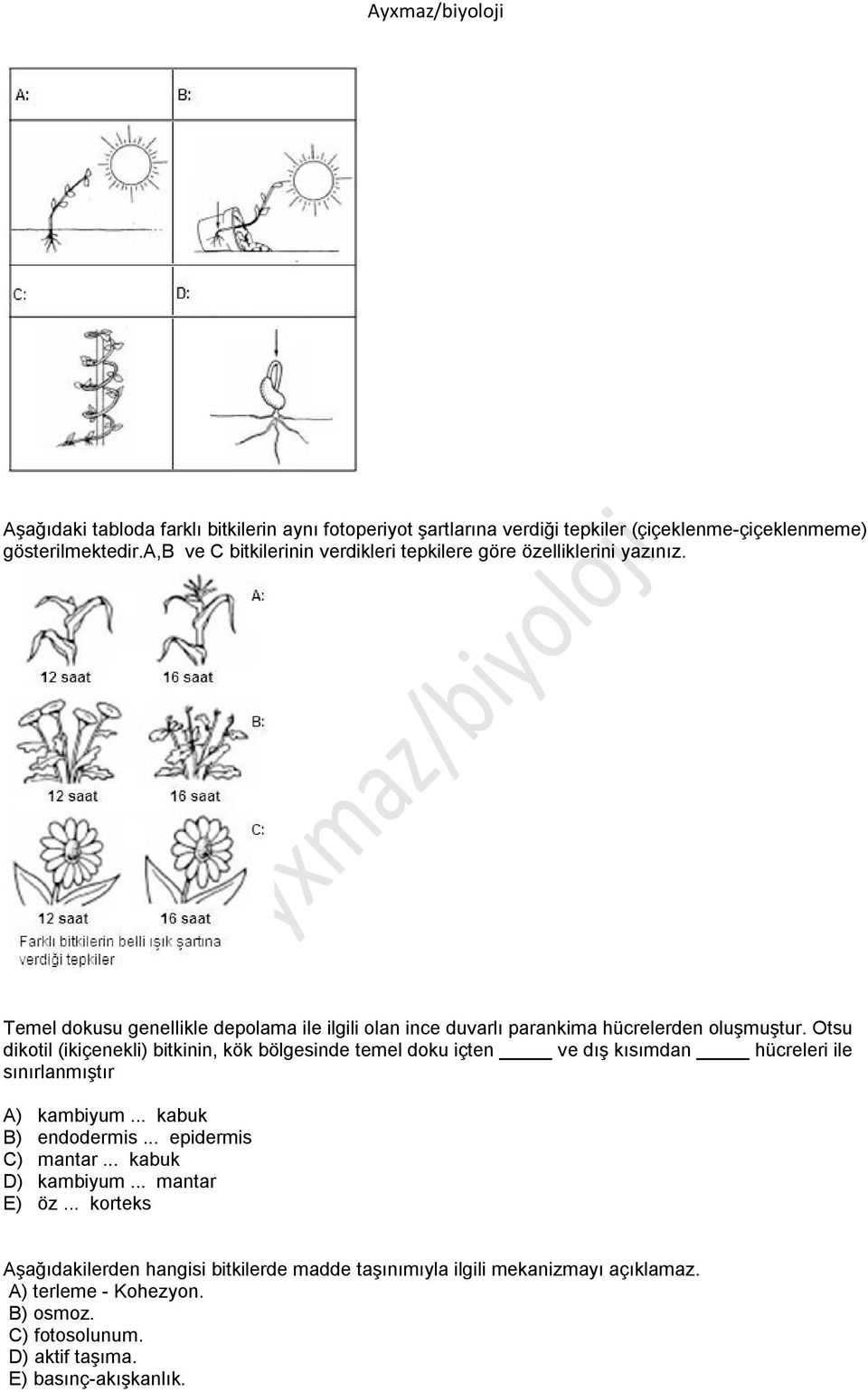 Otsu dikotil (ikiçenekli) bitkinin, kök bölgesinde temel doku içten ve dış kısımdan hücreleri ile sınırlanmıştır A) kambiyum... kabuk B) endodermis... epidermis C) mantar.