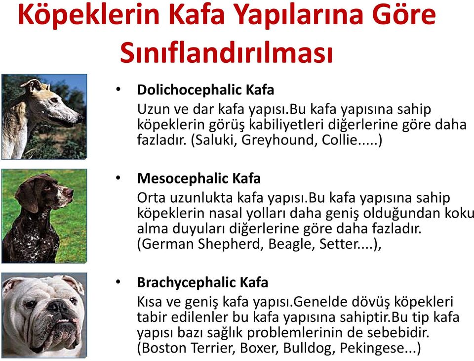 ..) Mesocephalic Kafa Orta uzunlukta kafa yapısı.