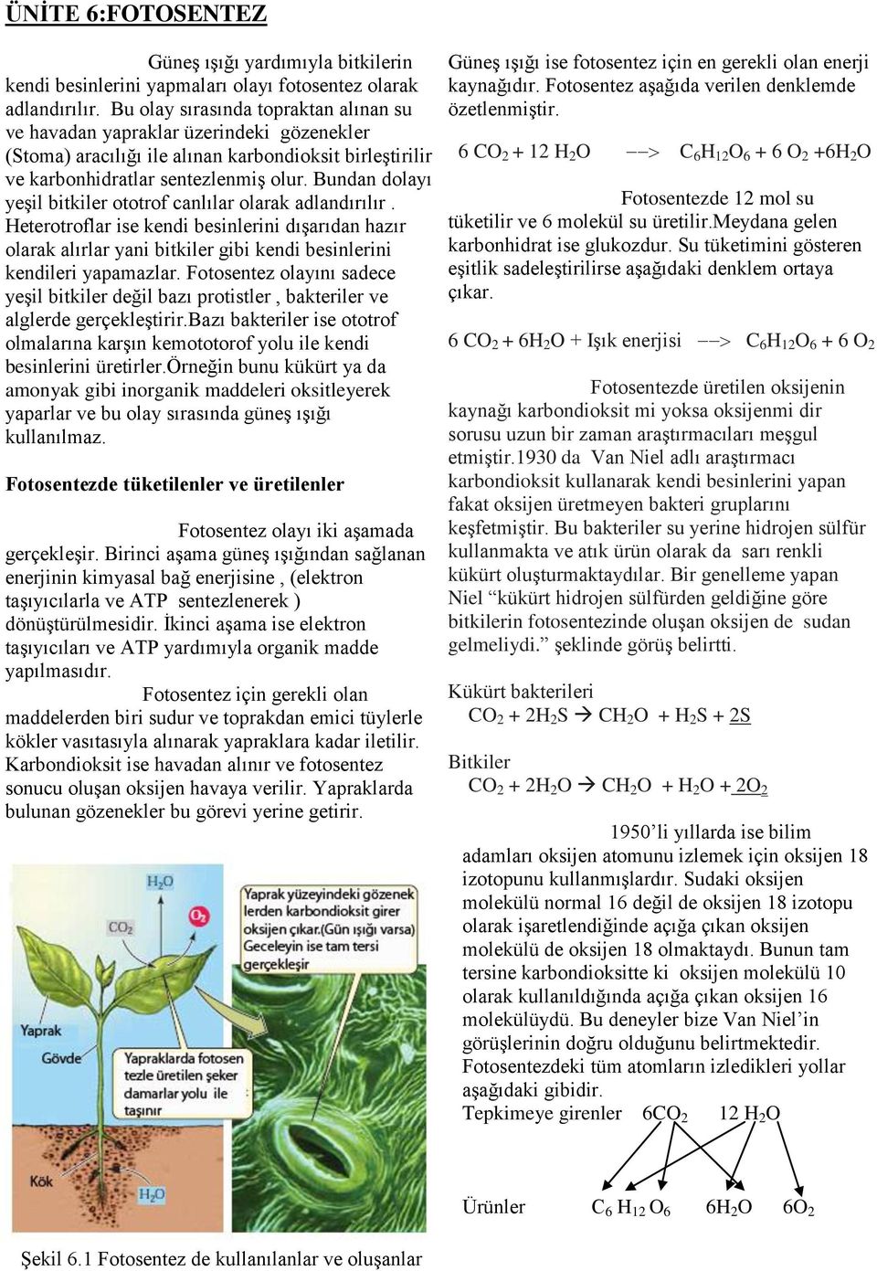 Bundan dolayı yeşil bitkiler ototrof canlılar olarak adlandırılır. Heterotroflar ise kendi besinlerini dışarıdan hazır olarak alırlar yani bitkiler gibi kendi besinlerini kendileri yapamazlar.