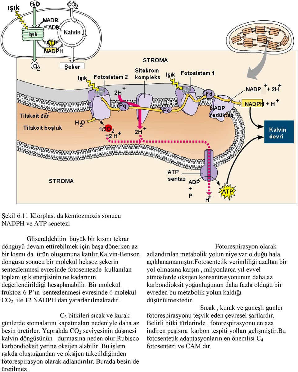 Bir molekül fruktoz-6-p ın sentezlenmesi evresinde 6 molekül CO 2 ile 12 NADPH dan yararlanılmaktadır. C 3 bitkileri sıcak ve kurak günlerde stomalarını kapatmaları nedeniyle daha az besin üretirler.