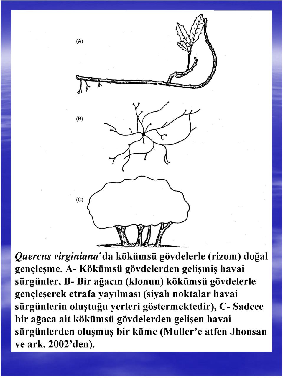 gençleşerek etrafa yayılması (siyah noktalar havai sürgünlerin oluştuğu yerleri