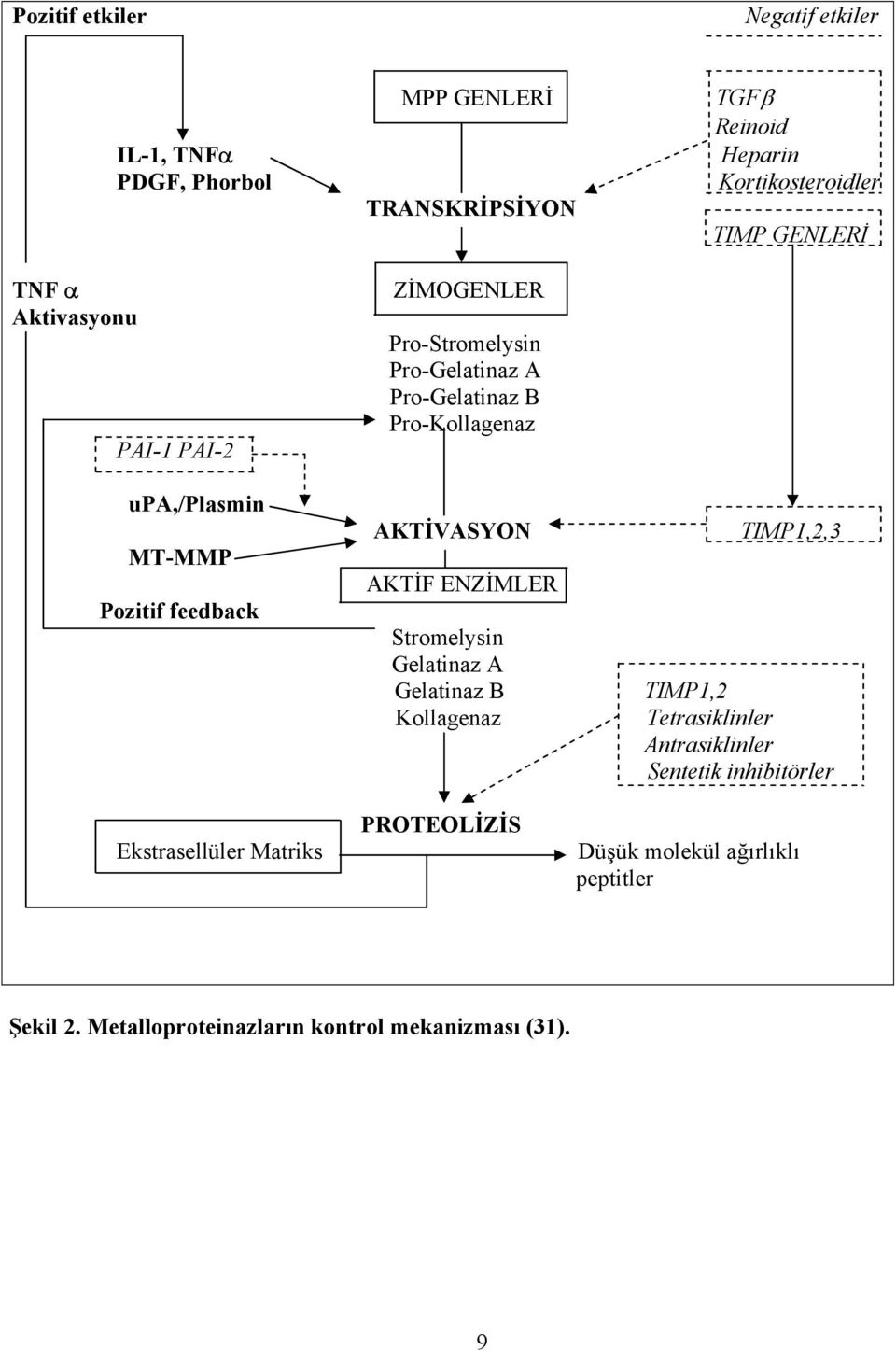 A Gelatinaz B Kollagenaz TGFβ Reinoid Heparin Kortikosteroidler TIMP GENLERİ TIMP1,2,3 TIMP1,2 Tetrasiklinler Antrasiklinler Sentetik