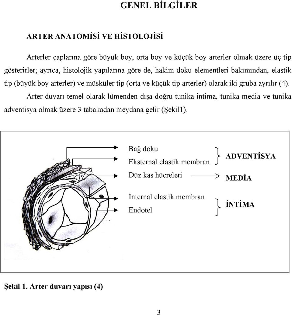 iki gruba ayrılır (4).