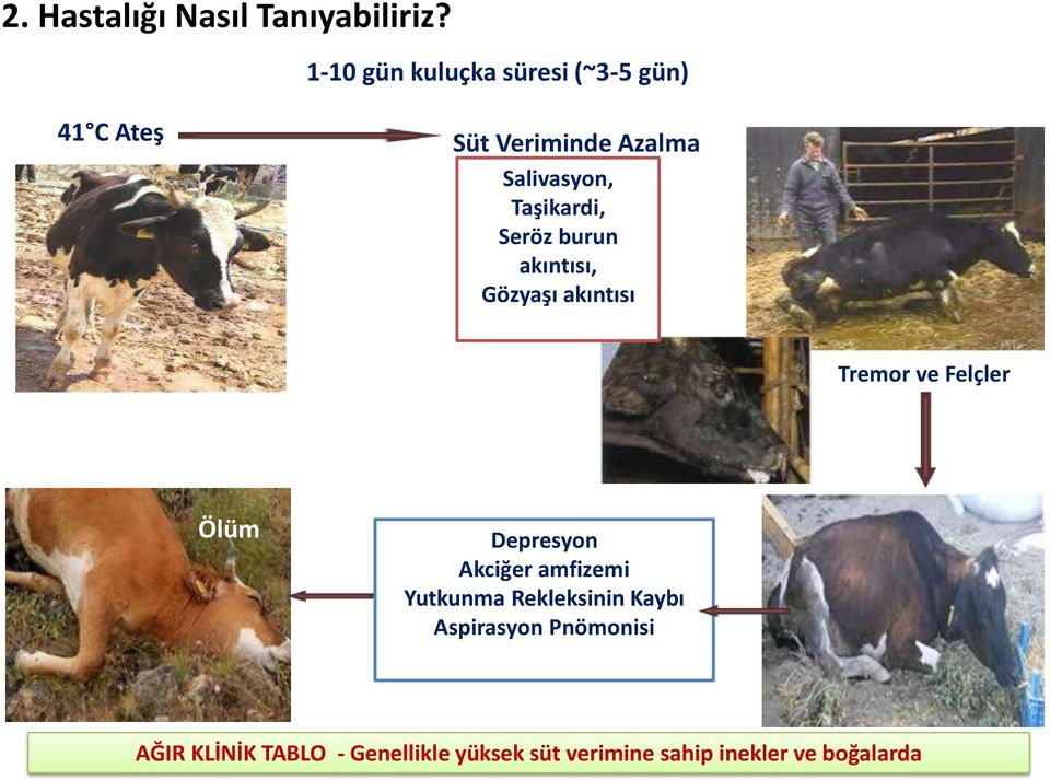 Taşikardi, Seröz burun akıntısı, Gözyaşı akıntısı Tremor ve Felçler Ölüm Depresyon