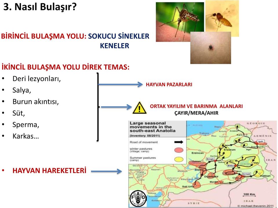 BULAŞMA YOLU DİREK TEMAS: Deri lezyonları, Salya, Burun