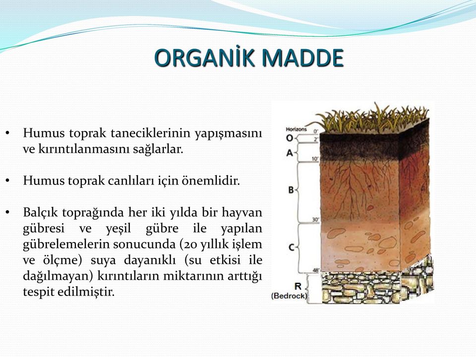 Balçık toprağında her iki yılda bir hayvan gübresi ve yeşil gübre ile yapılan