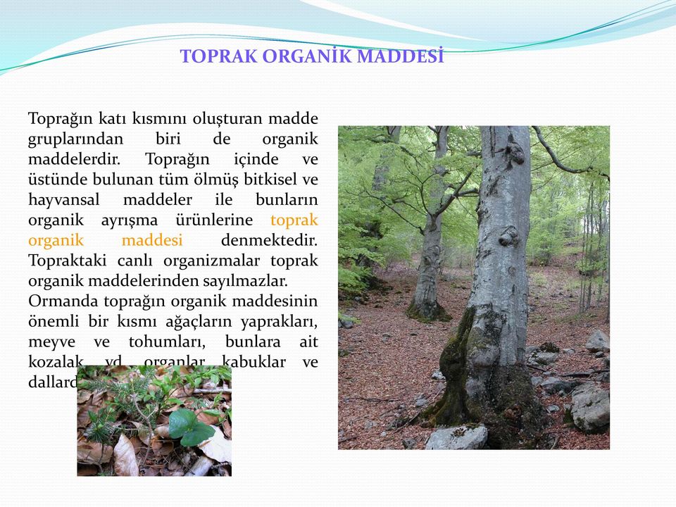 toprak organik maddesi denmektedir. Topraktaki canlı organizmalar toprak organik maddelerinden sayılmazlar.