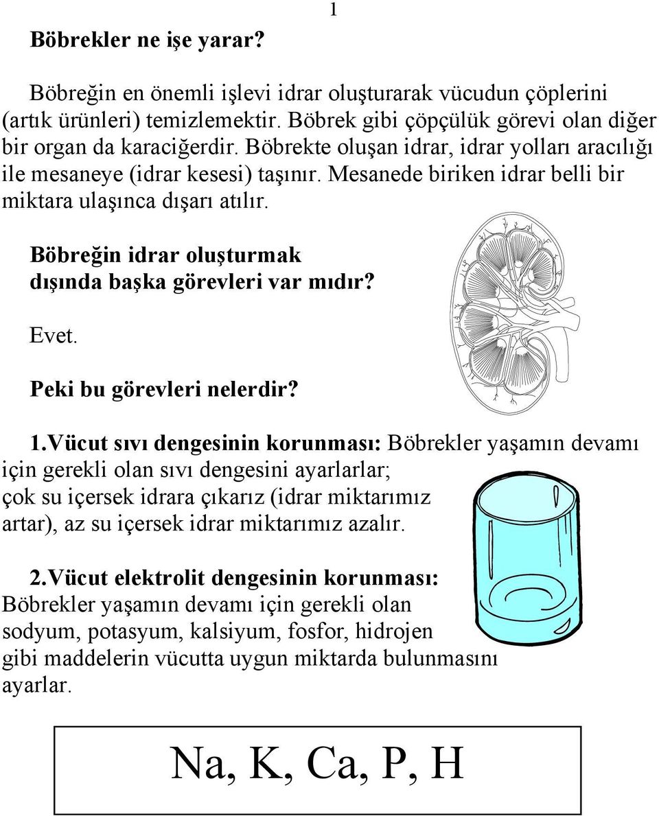 Böbreğin idrar oluşturmak dışında başka görevleri var mıdır? Evet. Peki bu görevleri nelerdir? 1.