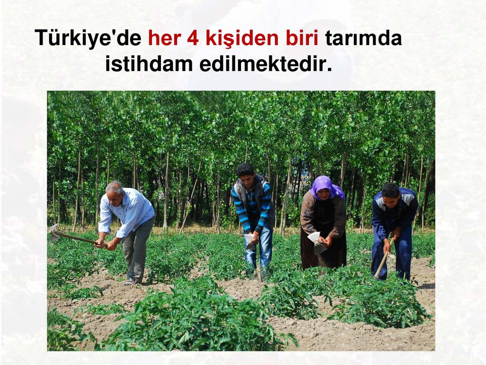 istihdam edilmektedir.