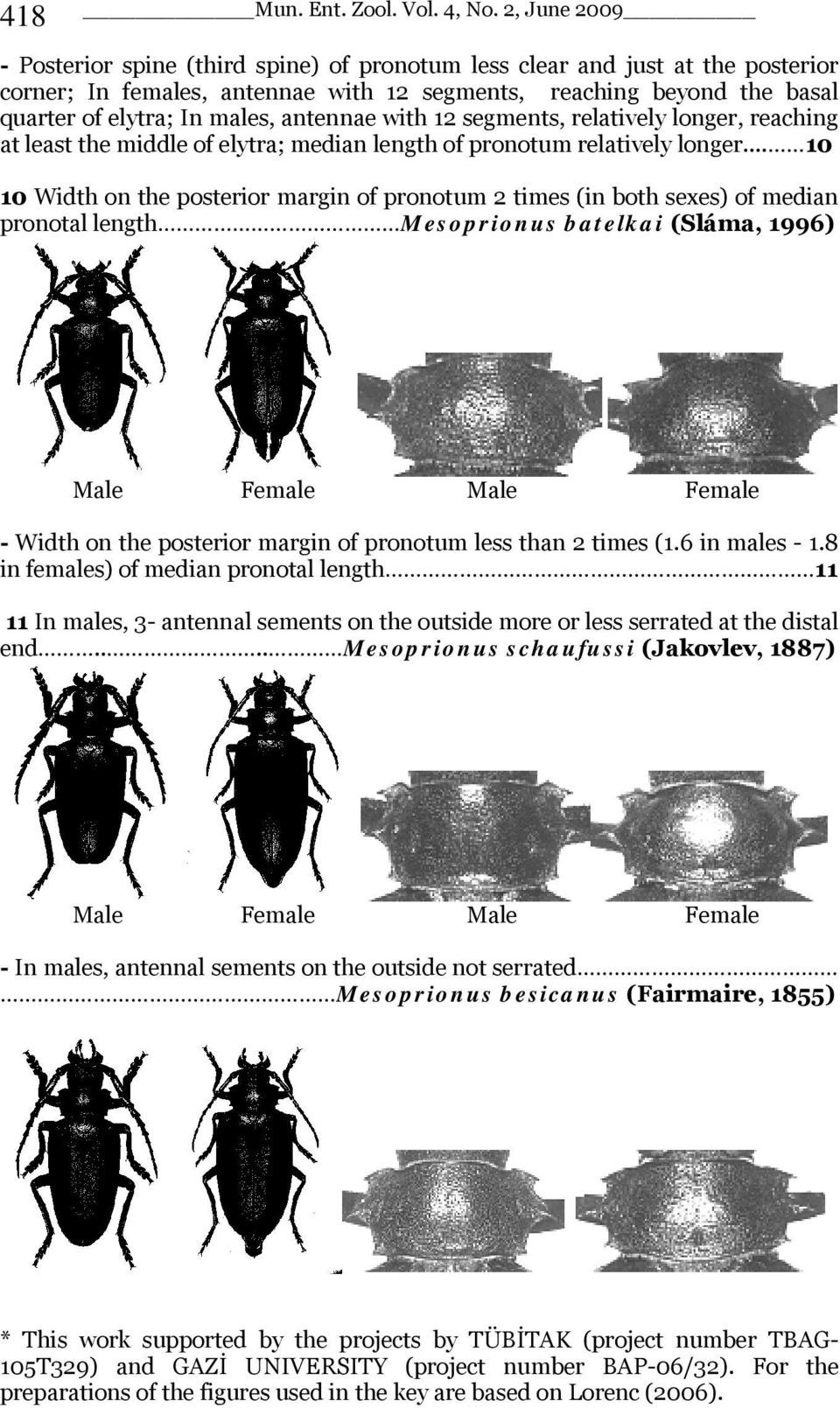 antennae with 12 segments, relatively longer, reaching at least the middle of elytra; median length of pronotum relatively longer.