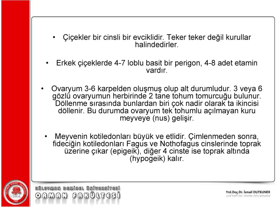 Döllenme sırasında bunlardan biri çok nadir olarak ta ikincisi döllenir. Bu durumda ovaryum tek tohumlu açılmayan kuru meyveye (nus) gelişir.