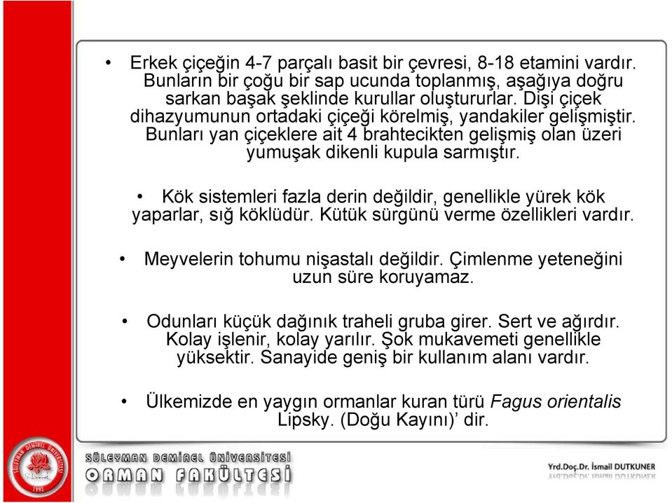 Kök sistemleri fazla derin değildir, genellikle yürek kök yaparlar, sığ köklüdür. Kütük sürgünü verme özellikleri vardır. Meyvelerin tohumu nişastalı değildir.