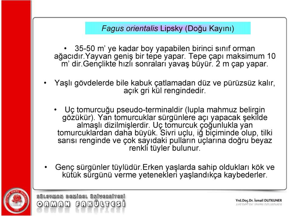 Uç tomurcuğu pseudo-terminaldir (lupla mahmuz belirgin gözükür). Yan tomurcuklar sürgünlere açı yapacak şekilde almaşlı dizilmişlerdir.