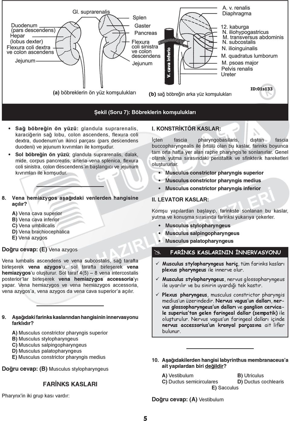 Sol böbreğin ön yüzü; glandula suprarenalis, dalak, mide, corpus pancreatis, arteria-vena splenica, flexura coli sinistra, colon descendens in başlangıcı  8.