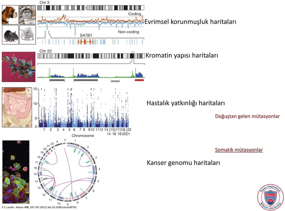 mütasyonlar Kanser genomu haritaları Somatik mütasyonlar