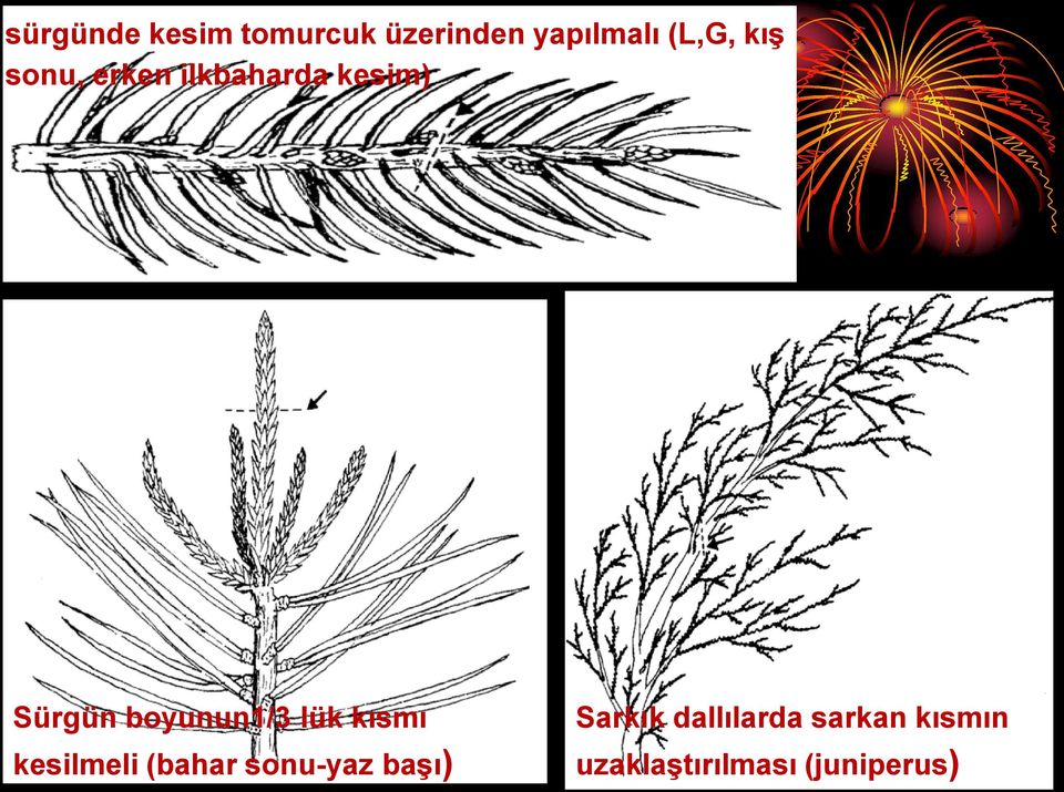 boyunun1/3 lük kısmı kesilmeli (bahar sonu-yaz