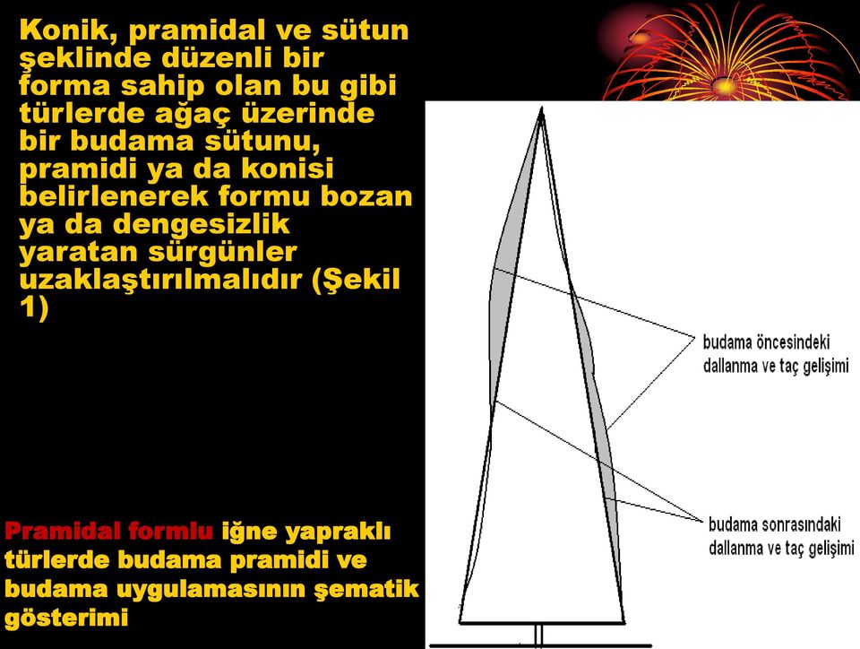 ya da dengesizlik yaratan sürgünler uzaklaştırılmalıdır (Şekil 1) Pramidal