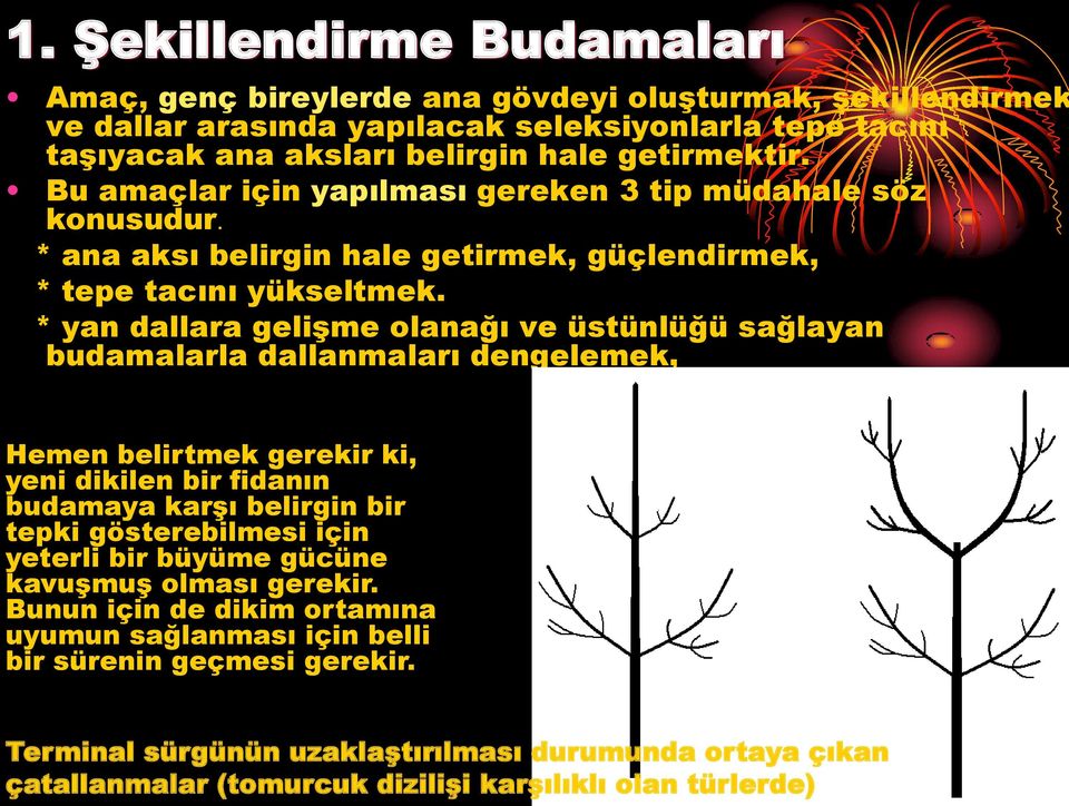 * yan dallara gelişme olanağı ve üstünlüğü sağlayan budamalarla dallanmaları dengelemek, Hemen belirtmek gerekir ki, yeni dikilen bir fidanın budamaya karşı belirgin bir tepki gösterebilmesi için