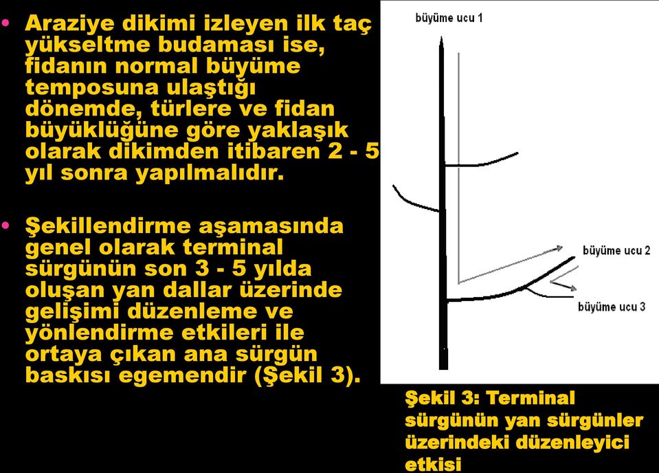 Şekillendirme aşamasında genel olarak terminal sürgünün son 3-5 yılda oluşan yan dallar üzerinde gelişimi düzenleme