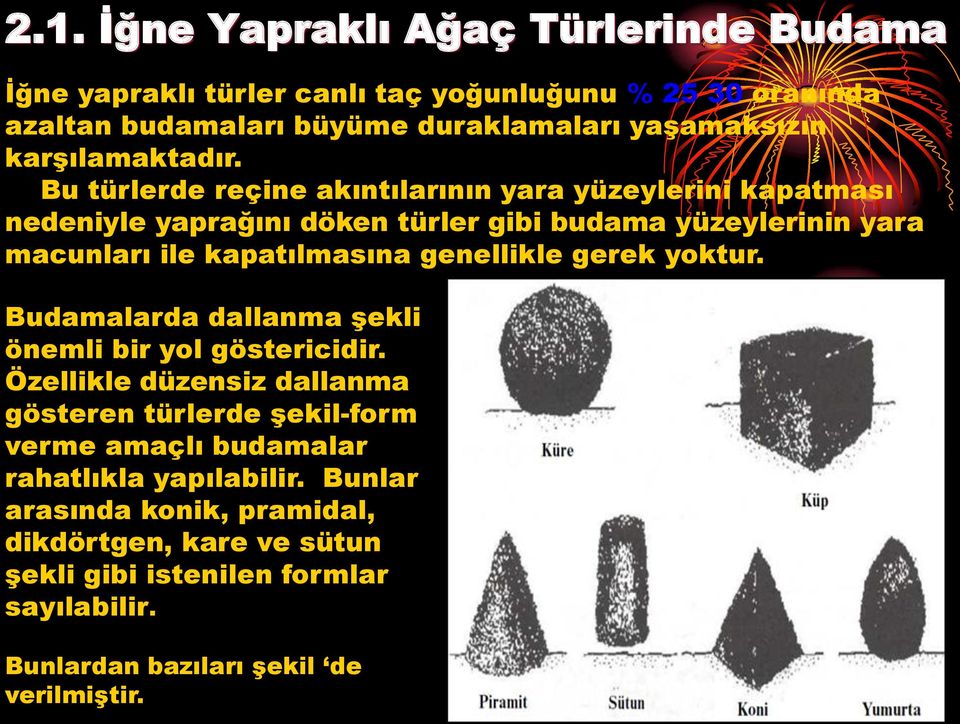 Bu türlerde reçine akıntılarının yara yüzeylerini kapatması nedeniyle yaprağını döken türler gibi budama yüzeylerinin yara macunları ile kapatılmasına genellikle