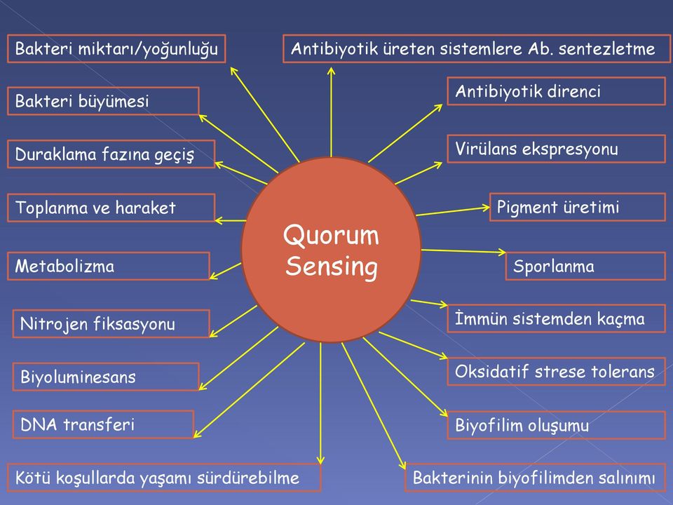 Metabolizma Quorum Sensing Pigment üretimi Sporlanma Nitrojen fiksasyonu İmmün sistemden kaçma