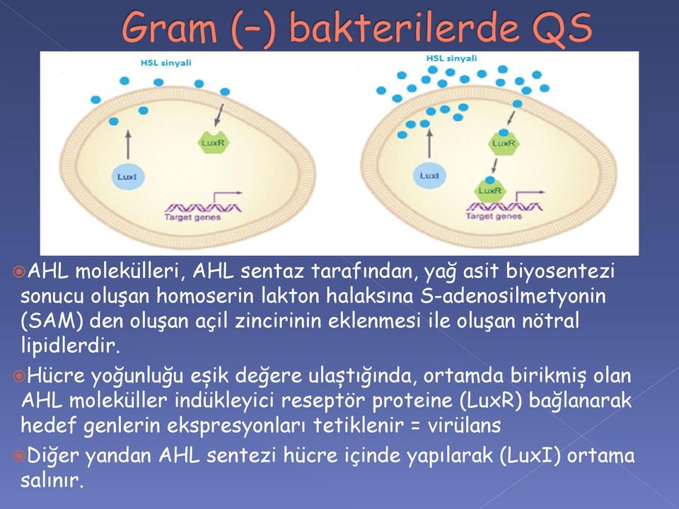 Hücre yoğunluğu eșik değere ulaștığında, ortamda birikmiș olan AHL moleküller indükleyici reseptör proteine