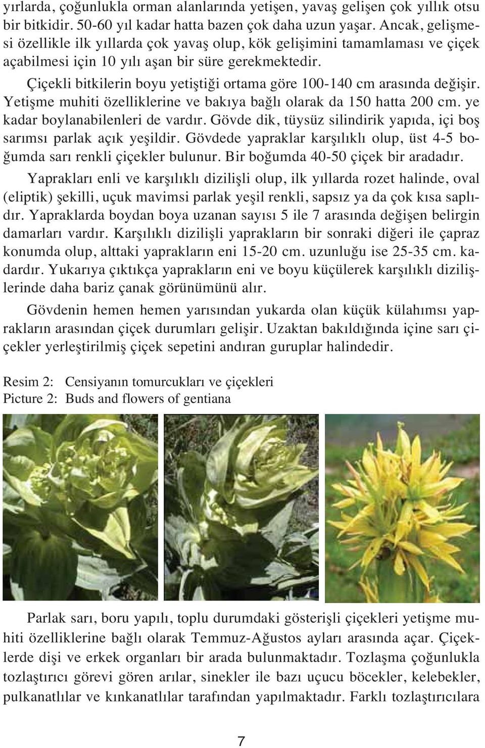 Çiçekli bitkilerin boyu yetiştiği ortama göre 100-140 cm aras nda değişir. Yetişme muhiti özelliklerine ve bak ya bağl olarak da 150 hatta 200 cm. ye kadar boylanabilenleri de vard r.