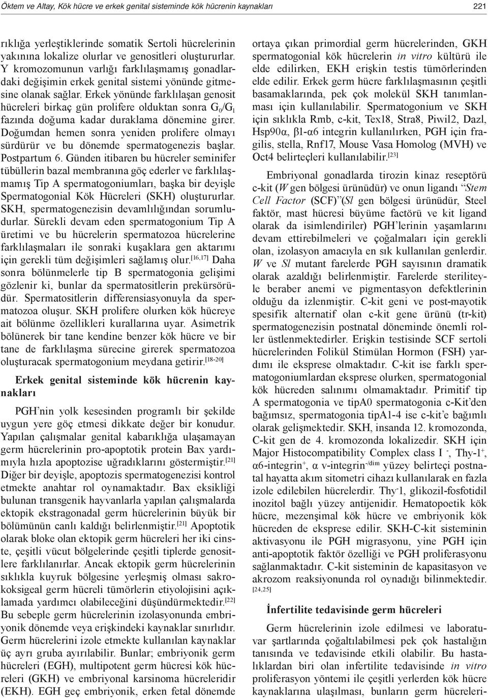 Erkek yönünde farklılaşan genosit hücreleri birkaç gün prolifere olduktan sonra G 0 /G 1 fazında doğuma kadar duraklama dönemine girer.