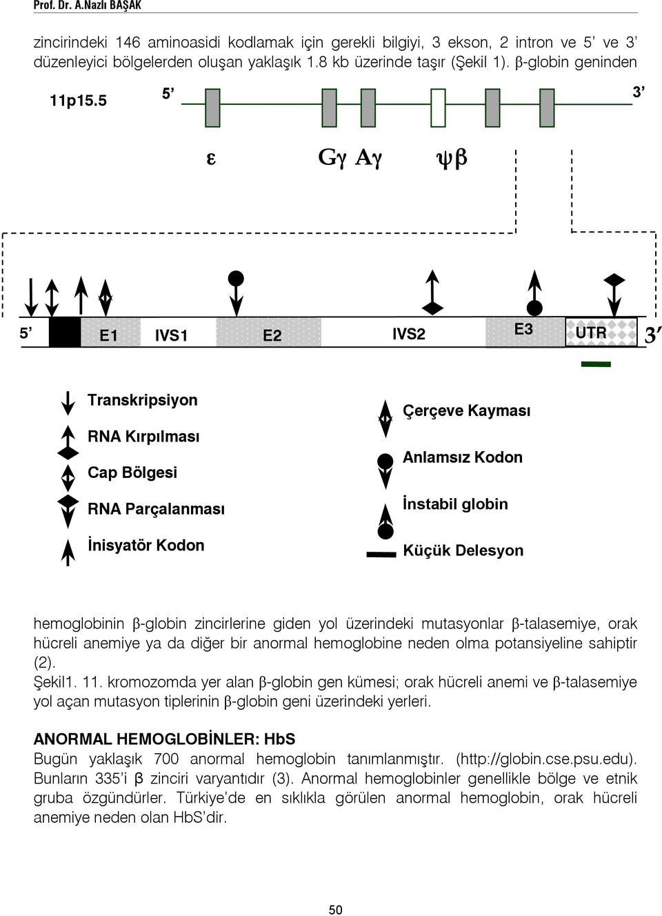 5 5 3 ε Gγ Aγ ψβ δ β E1 5 E1 IVS1 E2 IVS2 E3 UTR 3 Transkripsiyon RNA Kırpılması Cap Bölgesi RNA Parçalanması İnisyatör Kodon Çerçeve Kayması Anlamsız Kodon İnstabil globin Küçük Delesyon